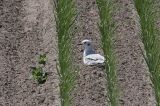 20120616_kleine kokmeeuw_texel_3